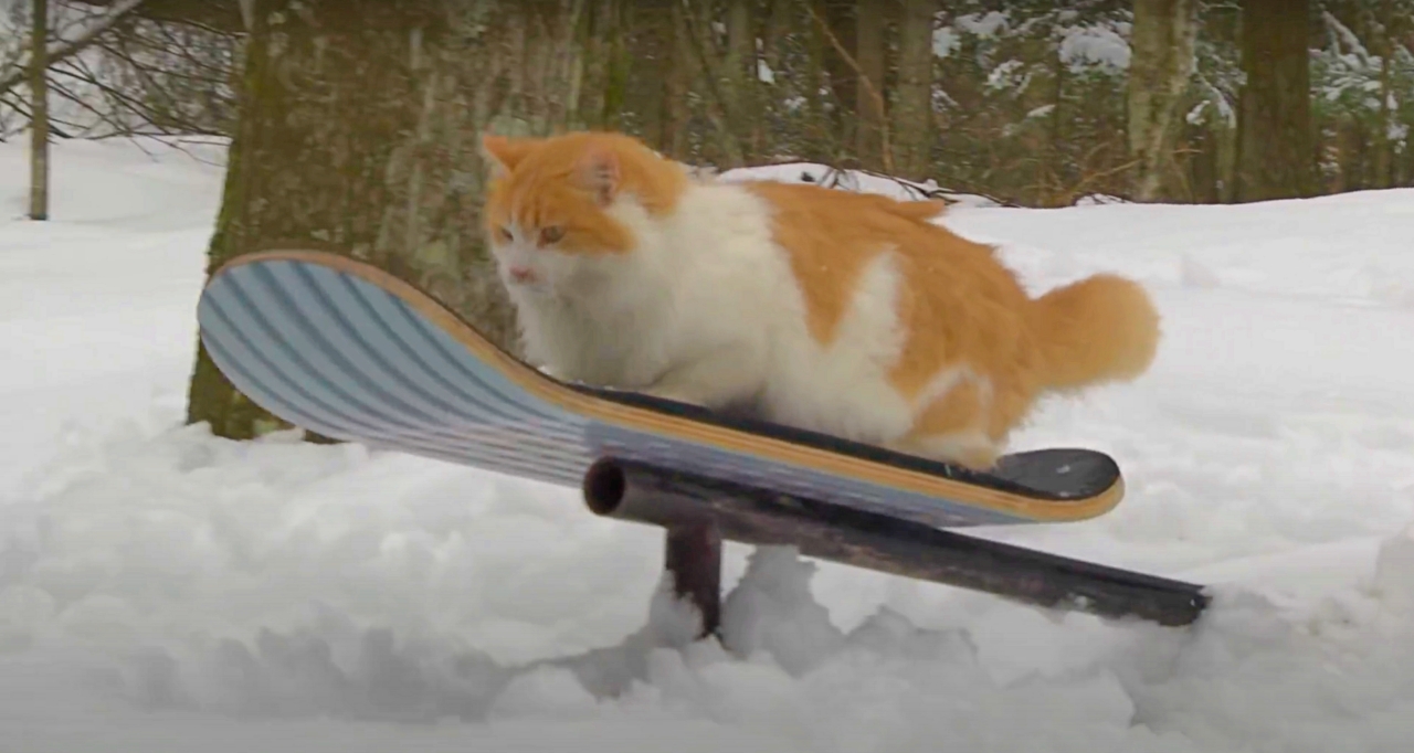 自らの意思で滑りジブが大好きなスノースケーター（猫）に注目